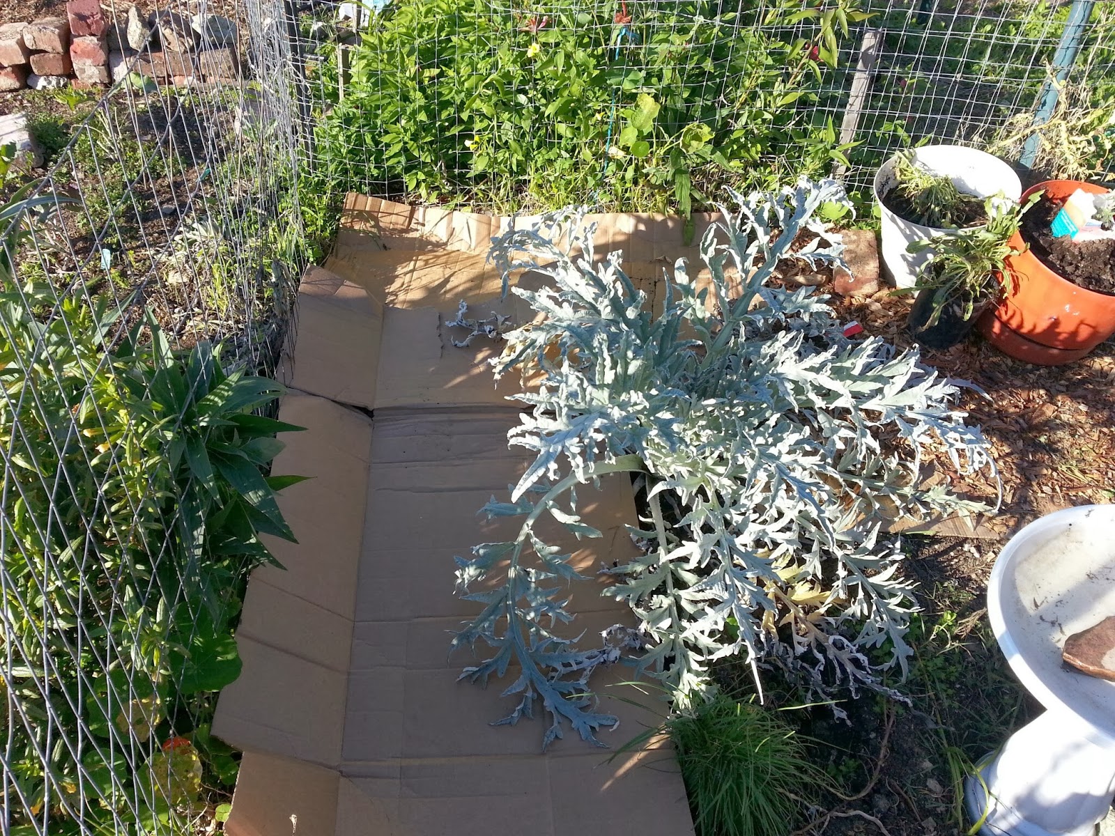 McKinley Square Cardboard sheet mulching at the Community Garden