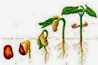 4 cara perkembangbiakan tumbuhan secara vegetatif alami dan contohnya