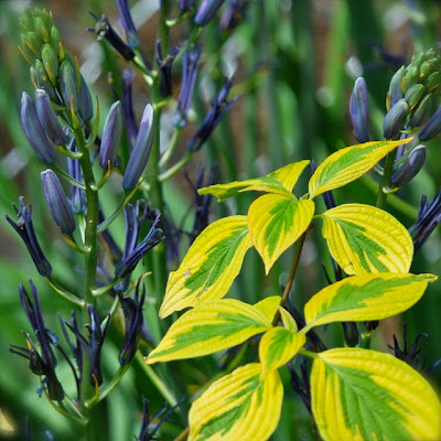 ... and especially paired with the vivid blue Casmassia Leichtlinii 'Caerulea'.
