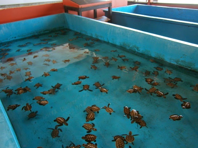 Travel Buana Persadatama: Melihat Langsung Penangkaran Penyu Sisik di