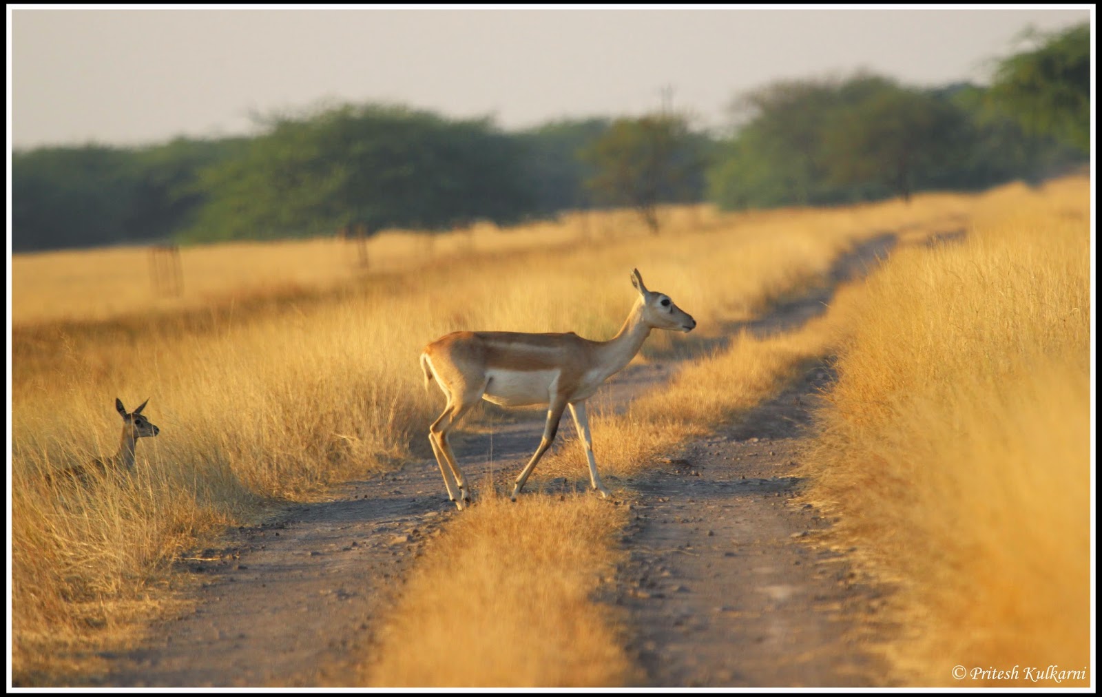 Blackbuck Blackbuck