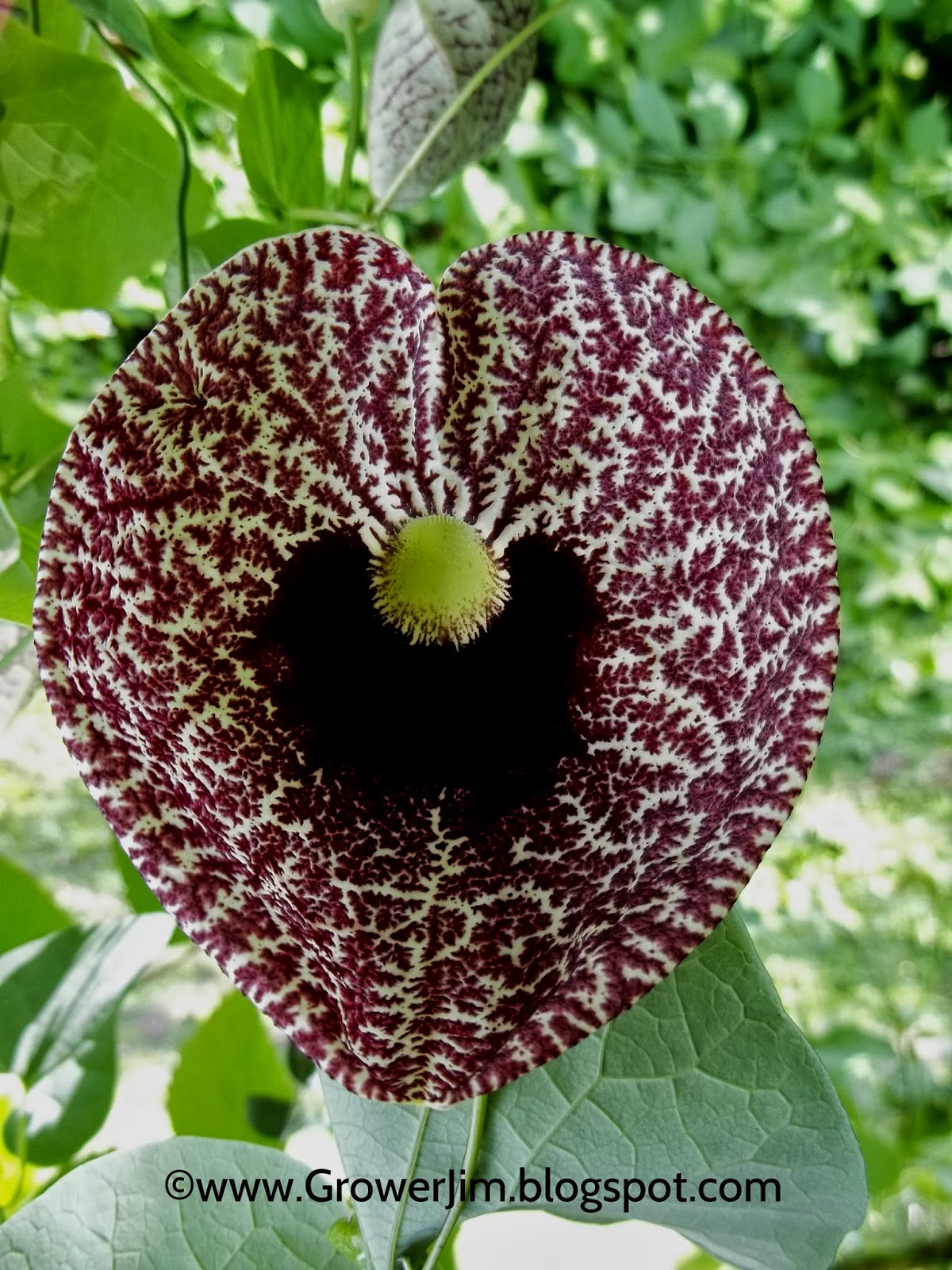 Astonishing Aristolochia Grandiflora Benefits You Need To Know - keel5hk