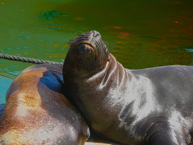 Foto de lobo marino tomando sol