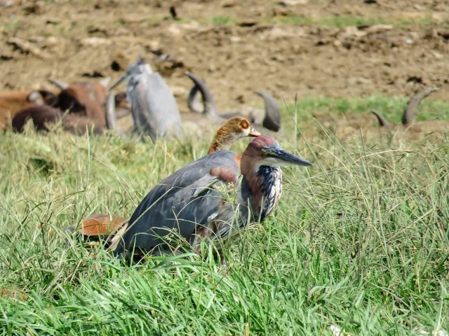 Goliath Heron on the Kazinga Channel in Uganda
