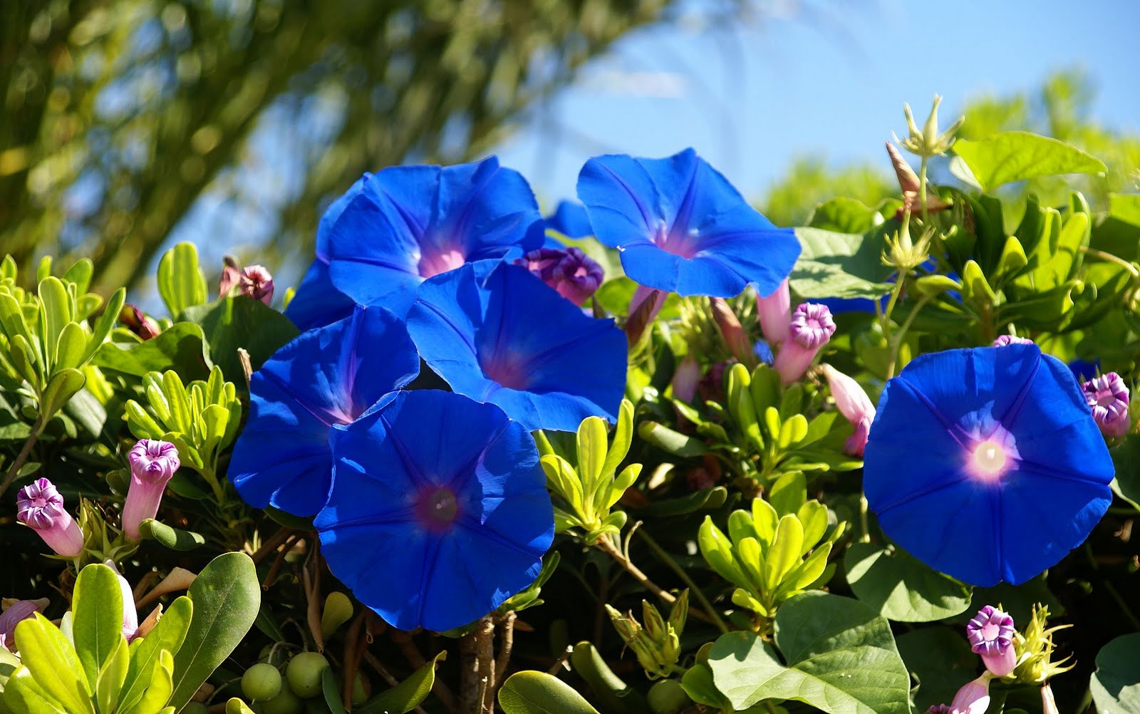 blue bell tropical paradise
