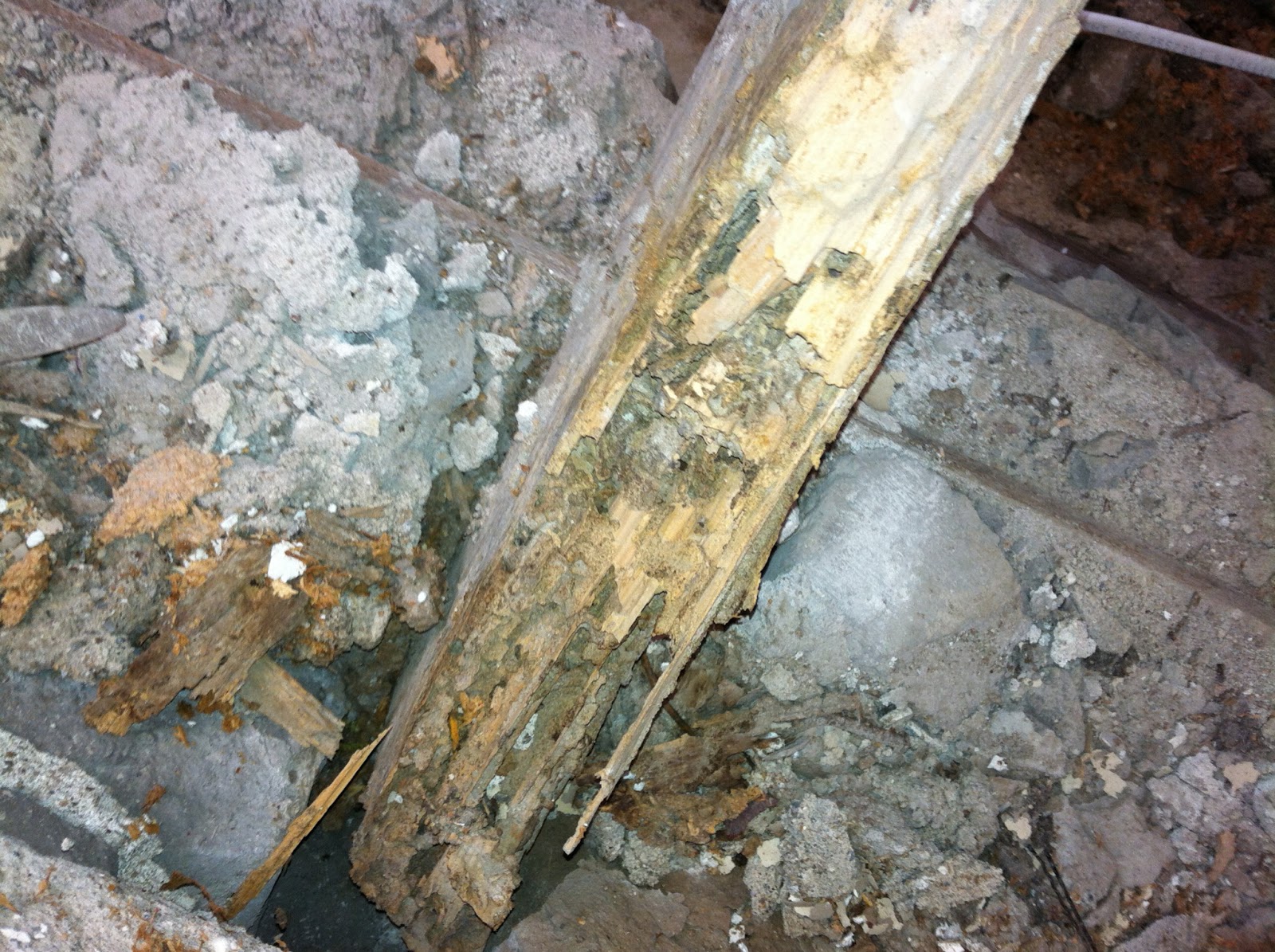 Drywood Termites Termite Tunnels On Concrete
