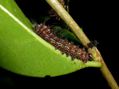 Holocerina species Malawi caterpillar Holocerina species Malawi caterpillar