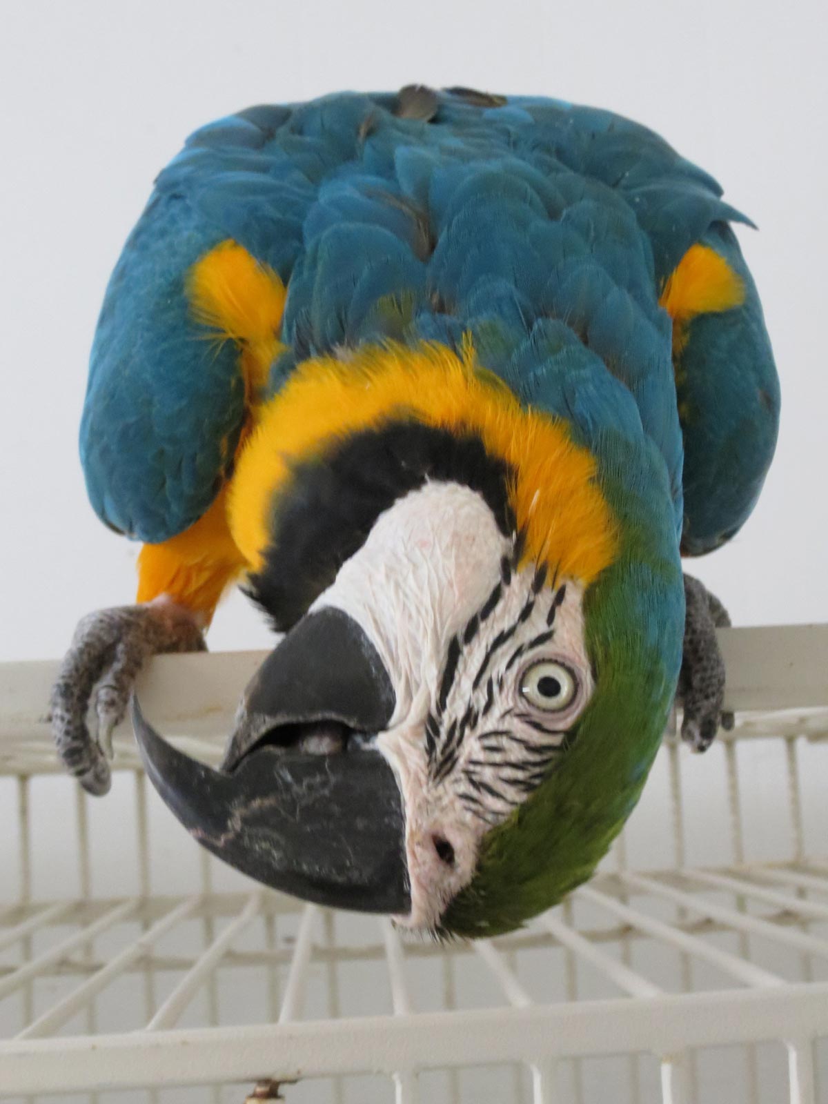 Macaw Manor How To Set Up Your First Macaw Cage