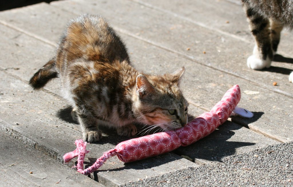 Feral Kittens, Cats, and Toys