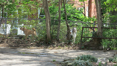 barking dogs fence, Tuesday, April 12, 2016, 12:46:32 PM