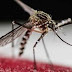 Ceará vive epidemia de Chikungunya com quase 60 mil casos confirmados