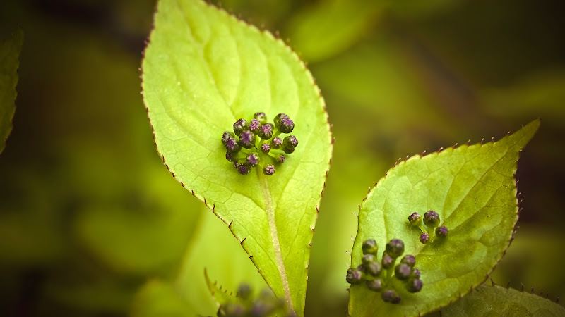 The Natural Green of Plants
