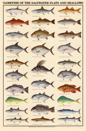 UNDERSTANDING FOOD: Classification Of Fish And Shellfish