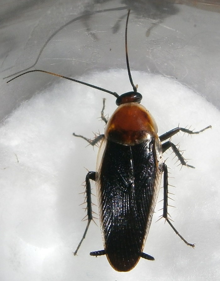Hisserdude's Roaches PseudoF%25231