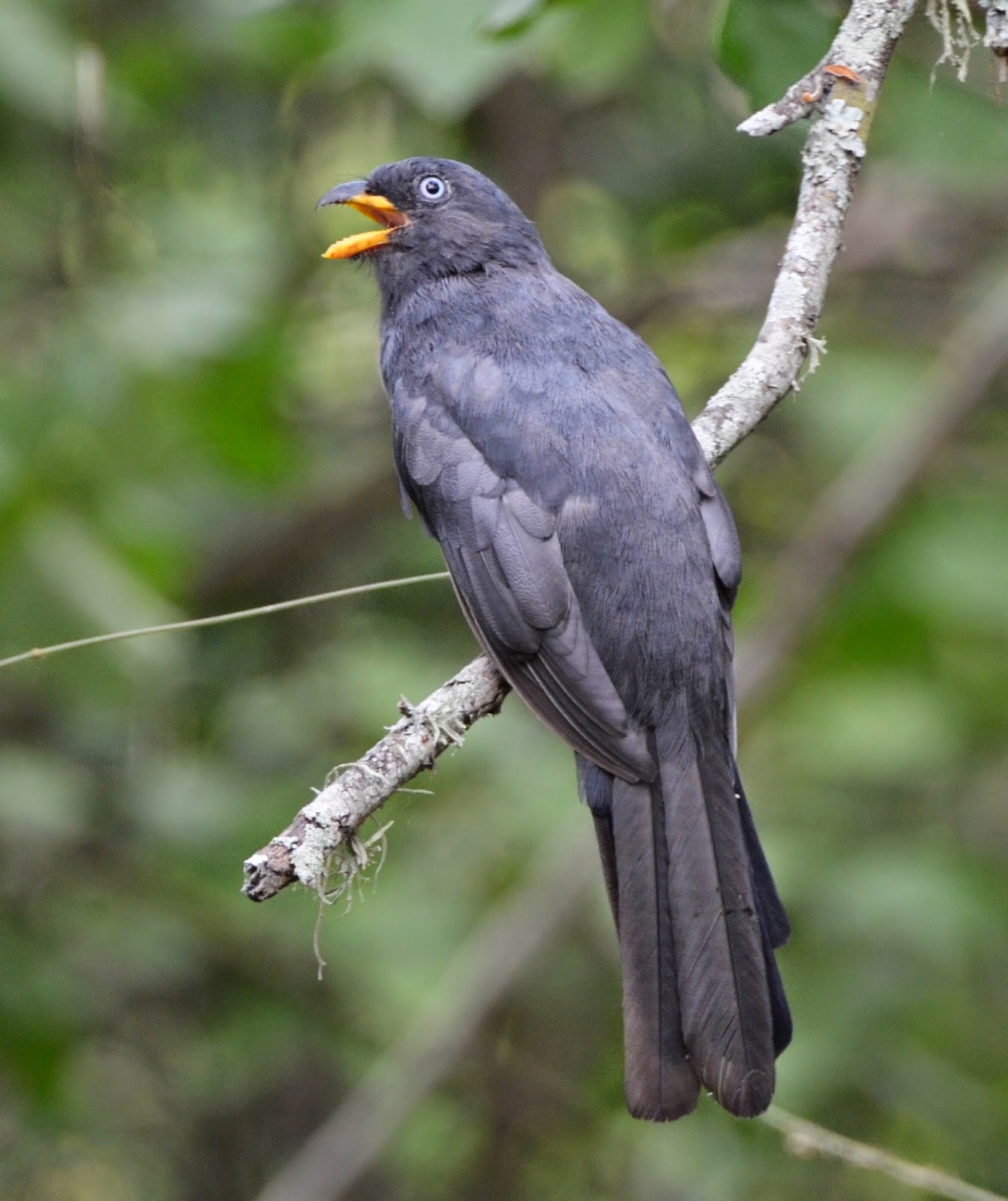Ecuadorian Trogon Female, Trogon mesurus