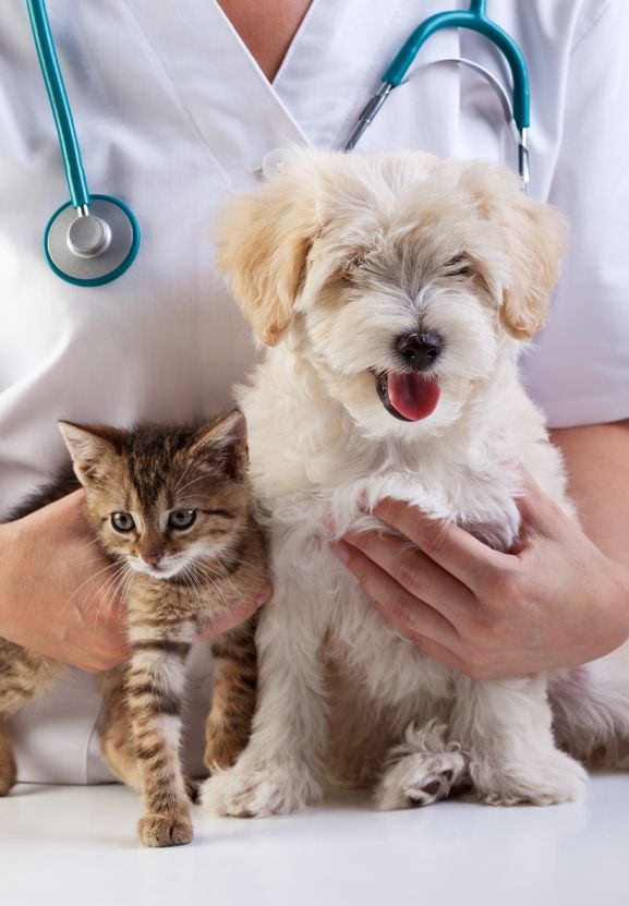 I Can T Get My Dog To Take Pills I Can T Get My Dog To Take Pills