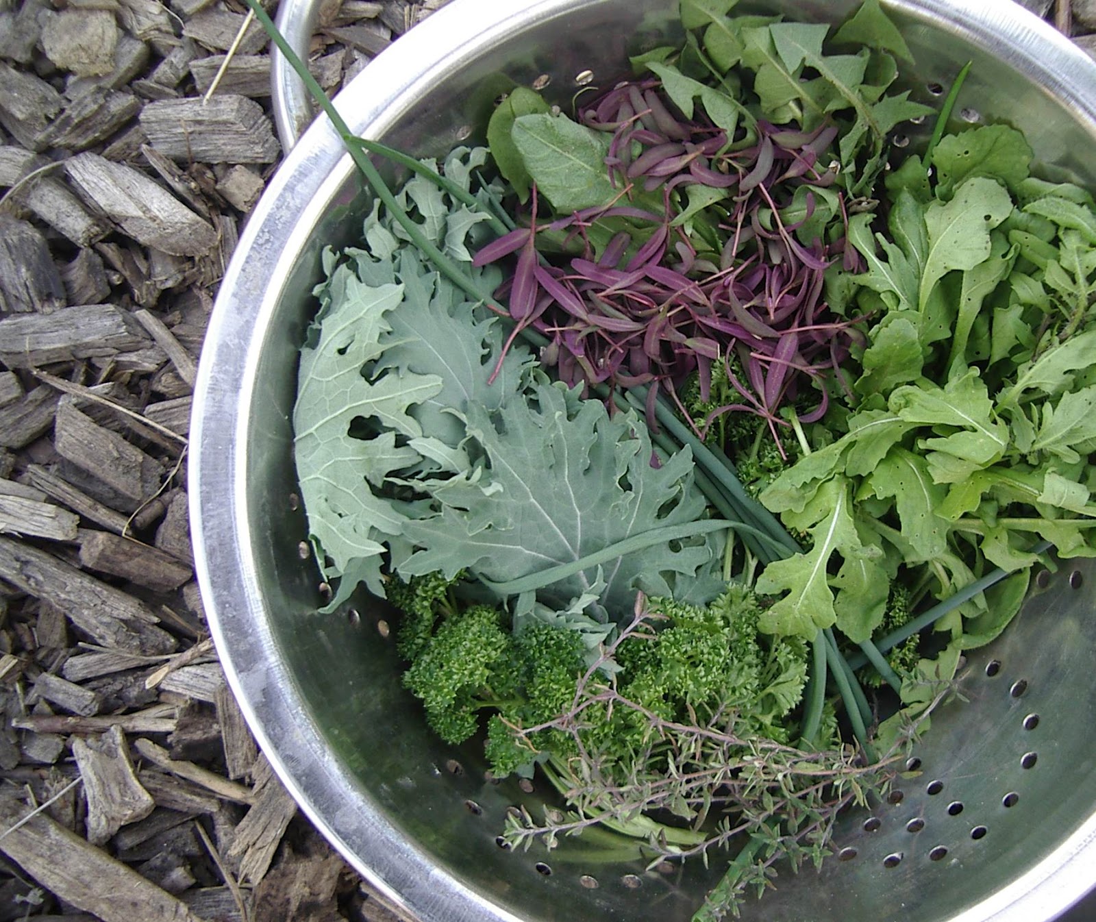Little City Farm First wild edibles spring salad
