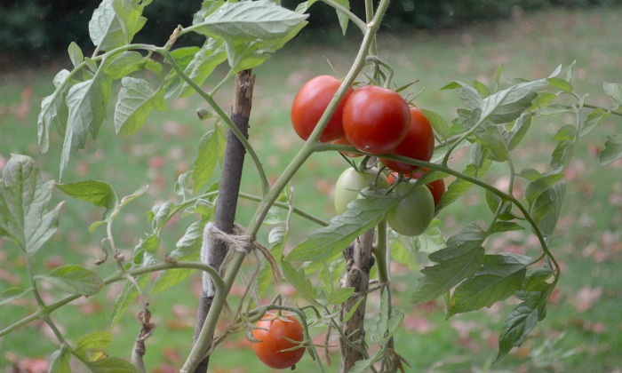 #tomates #huertoencasa #huertos #siembradetomates #cosechadetomates