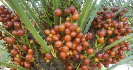 16 Khasiat Buah Zuriat Untuk Kesehatan Dan Promil | Khasiat