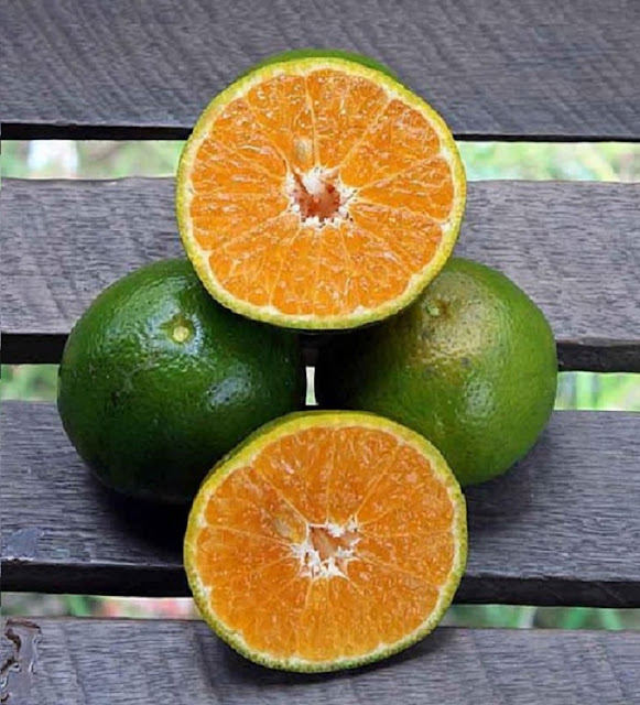 10 Manfaat Jeruk Pontianak manis enak dan banyak mengandung vitamin C
