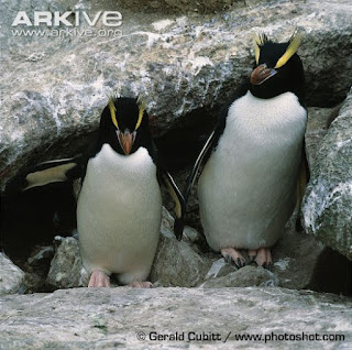 Erect crested Penguin
