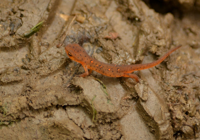 Woods Walks and Wildlife: Late Summer and Early Fall at the House, Part ...