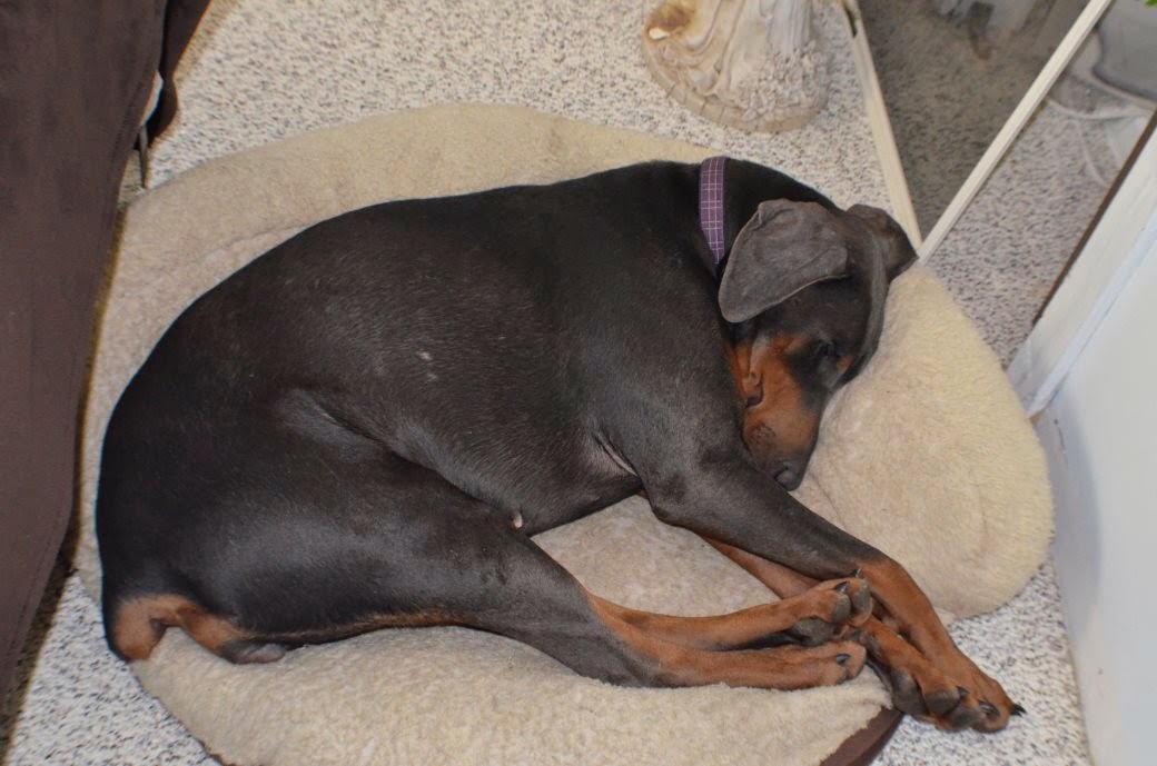 Misty Blue tuckered out (Photo by Trisha)