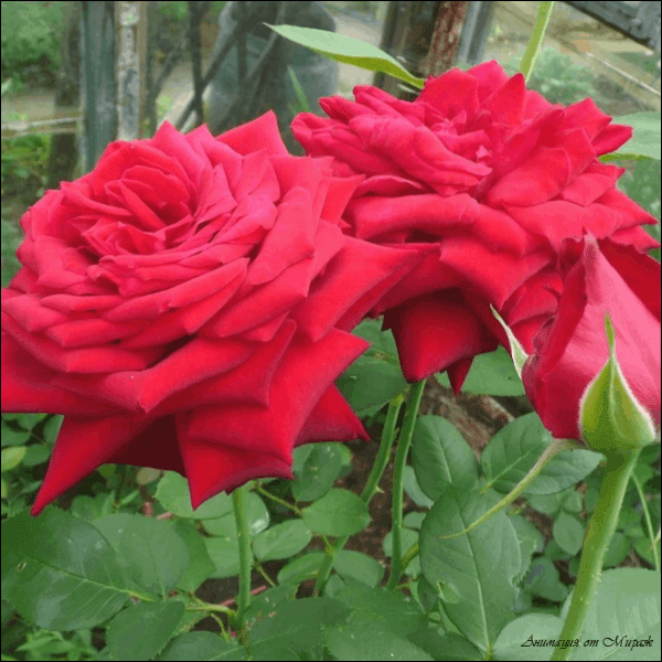 Beautiful+Roses.gif