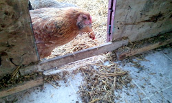 litter deep method coop pine composting aka chicken winter inspection point control come