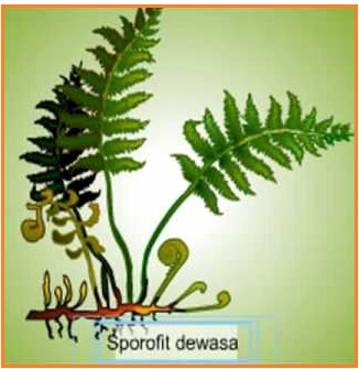Daun tumbuhan paku yang dapat menghasilkan spora disebut daun yang