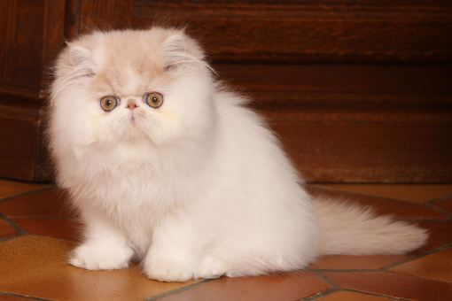 Kosmetyki dla kotów perskich