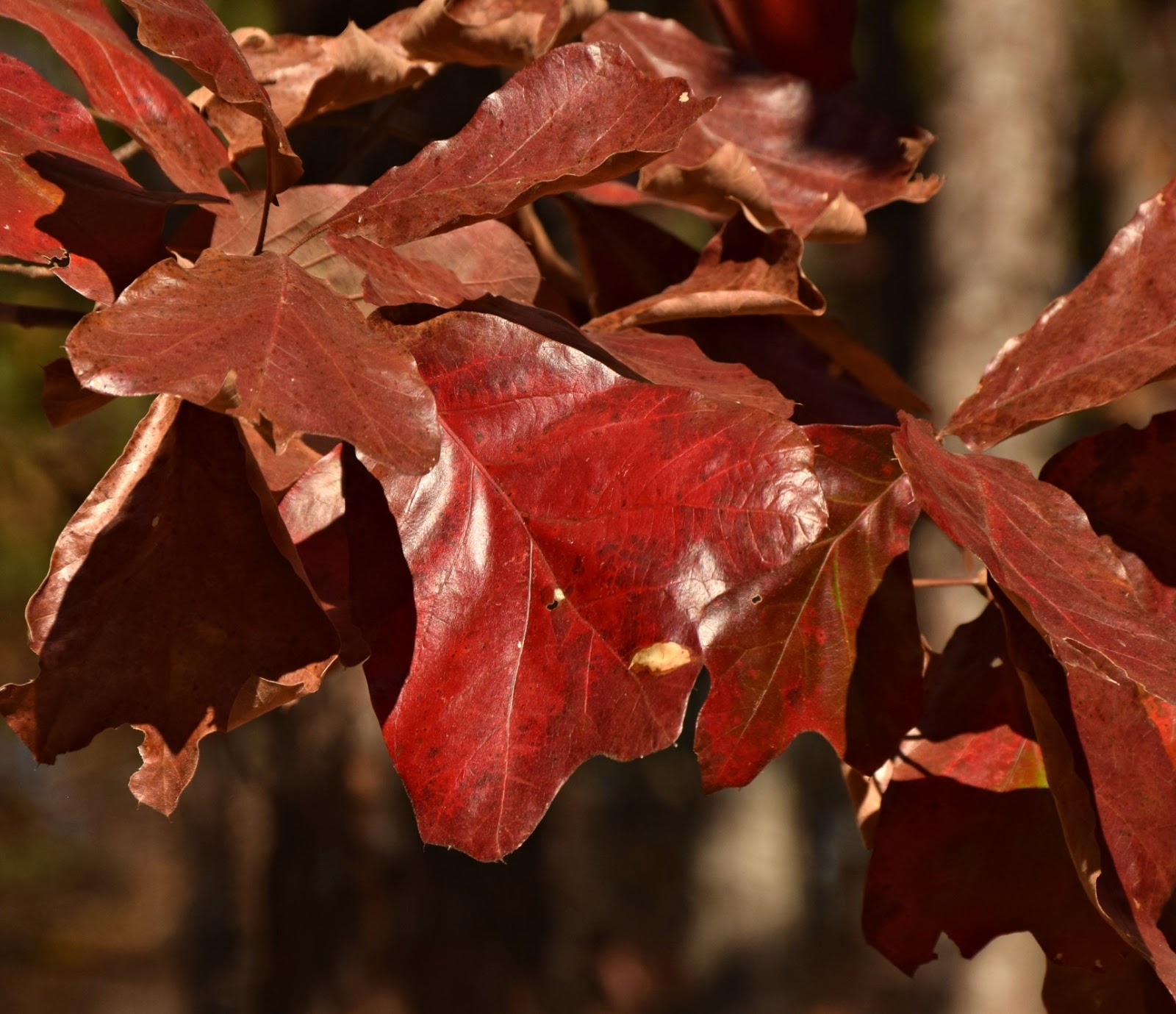 Using Native Plants In My Own Backyard