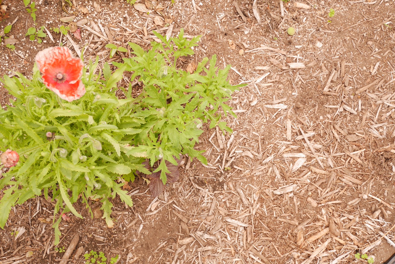 那須塩原 無農薬野菜【ひまり菜園】