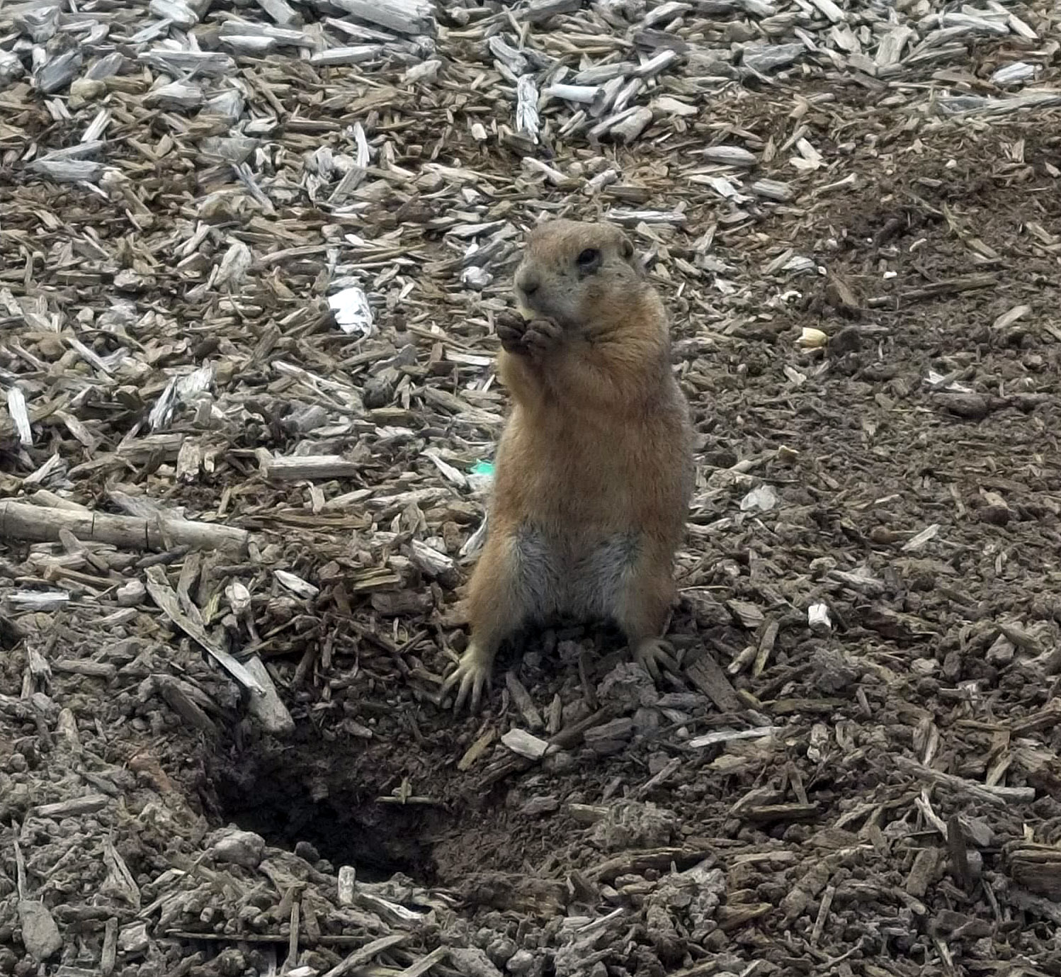 The News For Squirrels Prairie Dog Town in Lubbock, TX