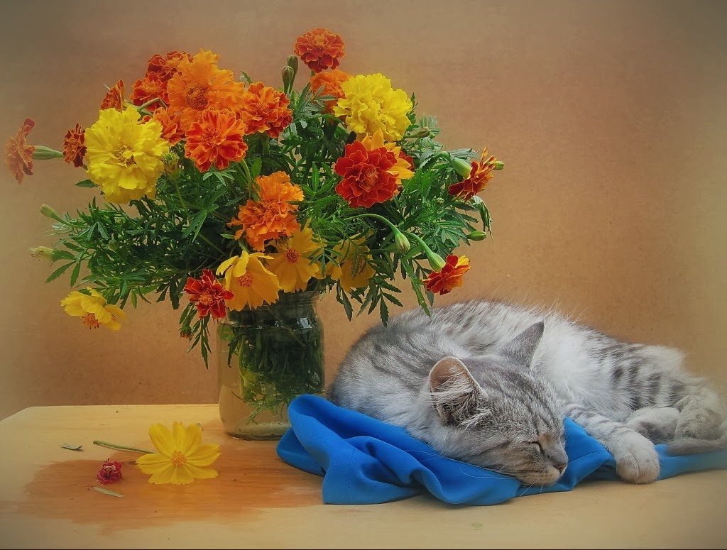 Кот в вазе с цветами