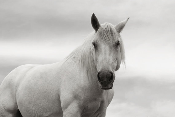 beautiful white horse majestic by lucy snowe