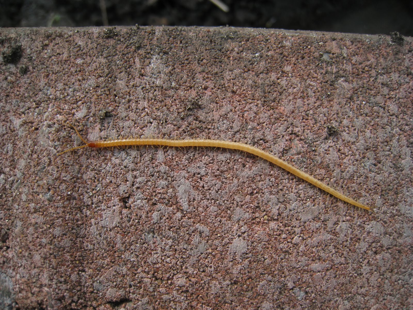 distracted-naturalist-skinny-long-yellow-centipede