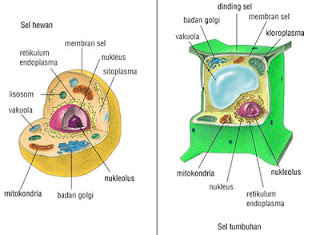 gambar sel tumbuhan dan sel hewan