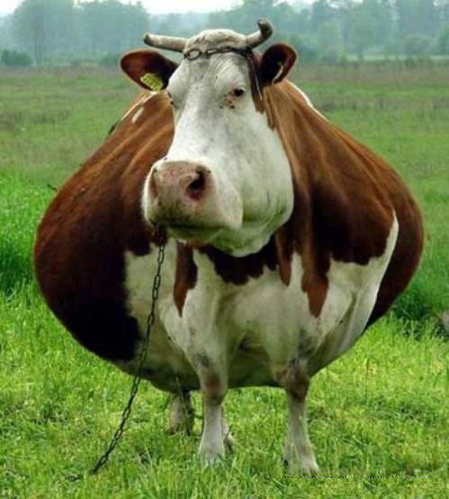 fatted%2Bcalf.jpg
