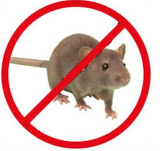 Rodent Elimination in London ontario Rodent Elimination in London ontario