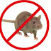 Rodent Elimination  Tricks for Keeping Your Office or home Clear of Rats and Mice control london ontario