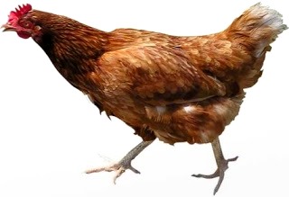 Gallina Foto de gallina de perfil - Animal doméstico