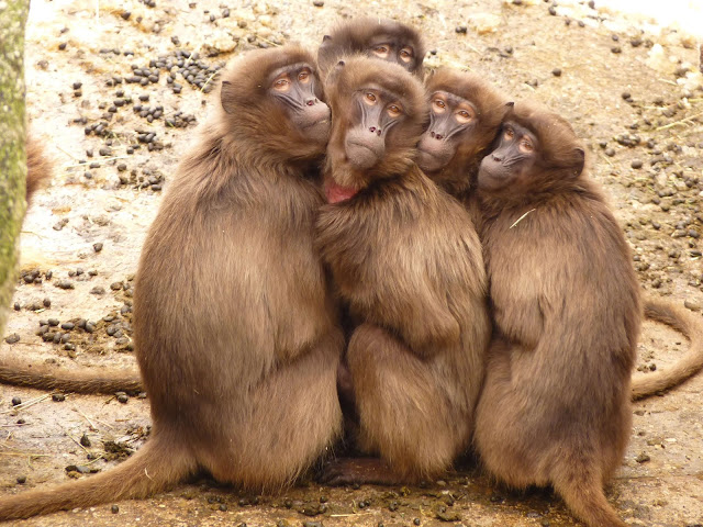 animal pictures animal pictures