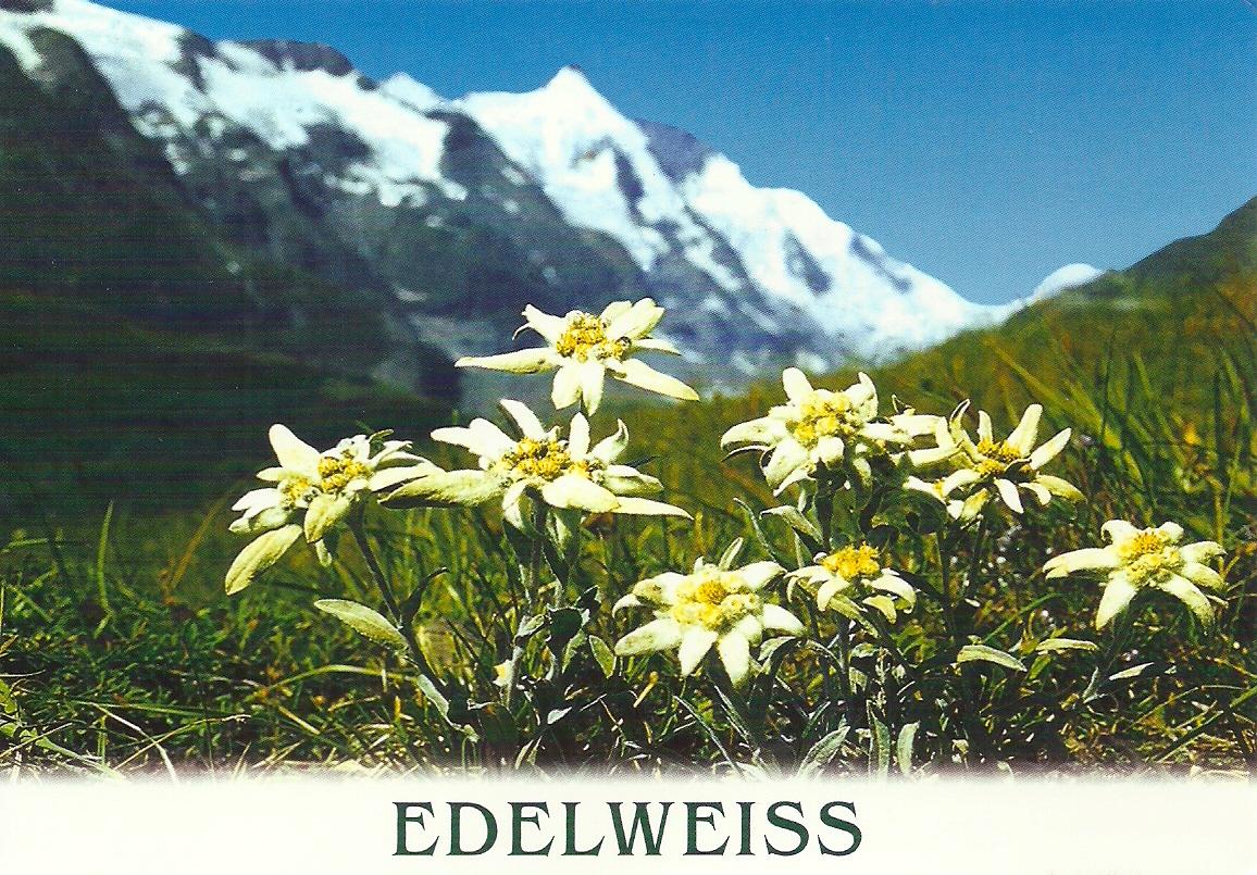 Projek Satu Dunia (One World Project)™ Austria National Flower