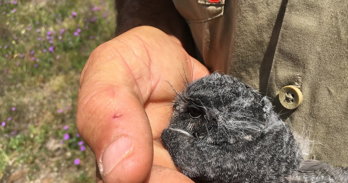 Owlet Nightjars nesting at Jarowair