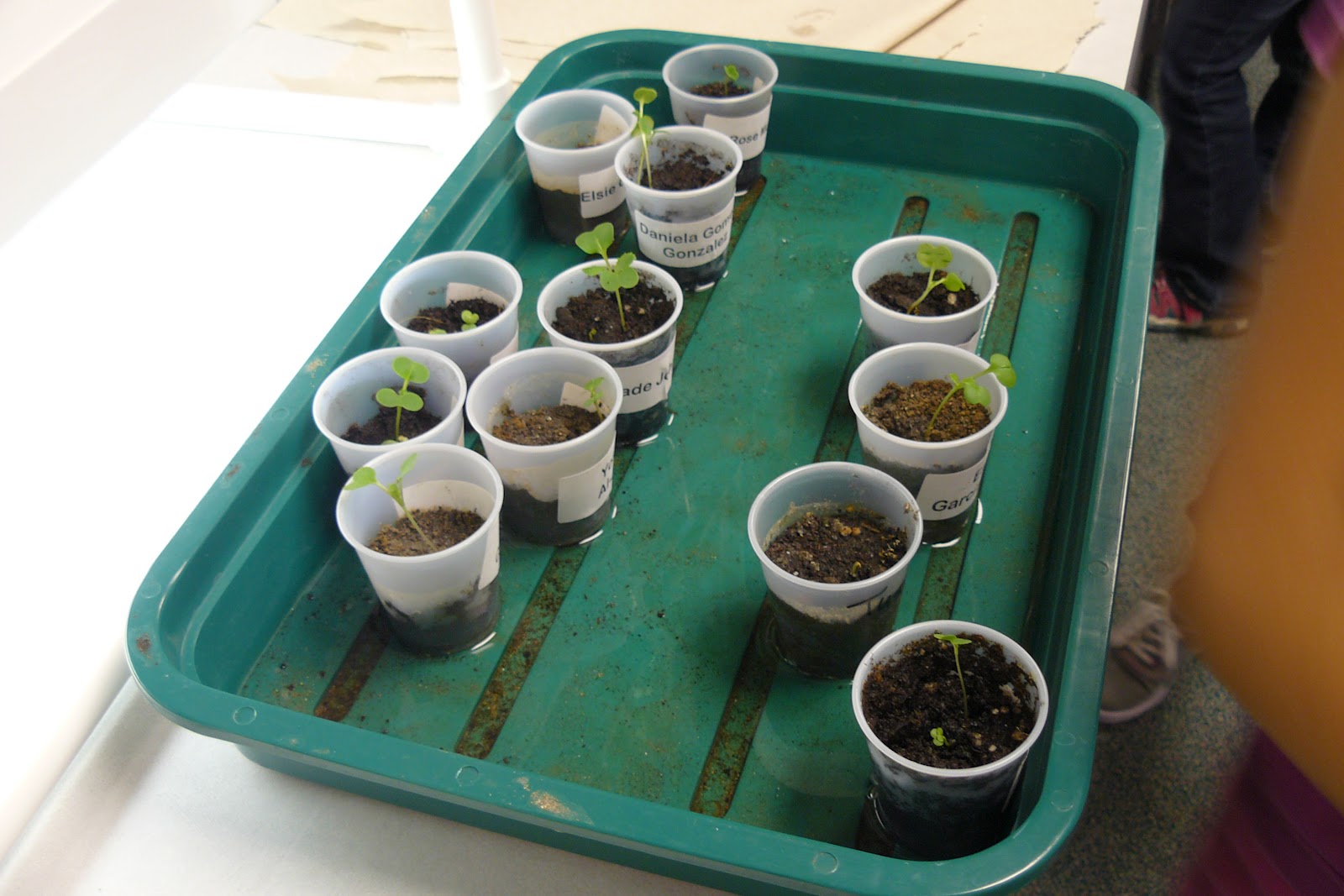 Learning in Room 206: FOSS Science: New Plants