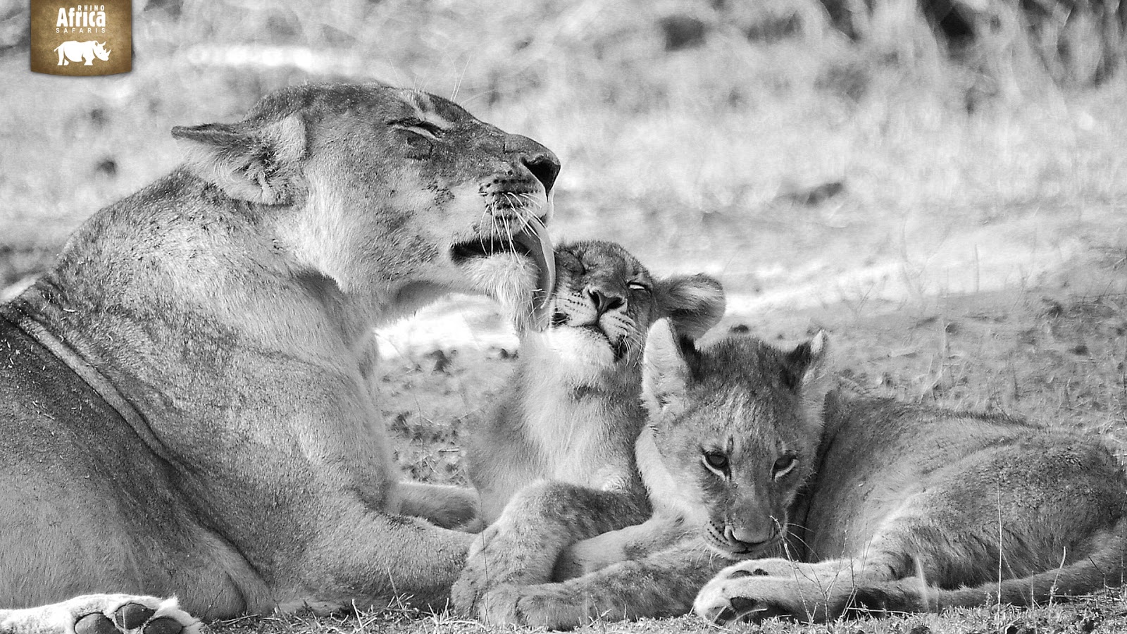 Fond d'écran lion noir et blanc Fonds d'écran HD