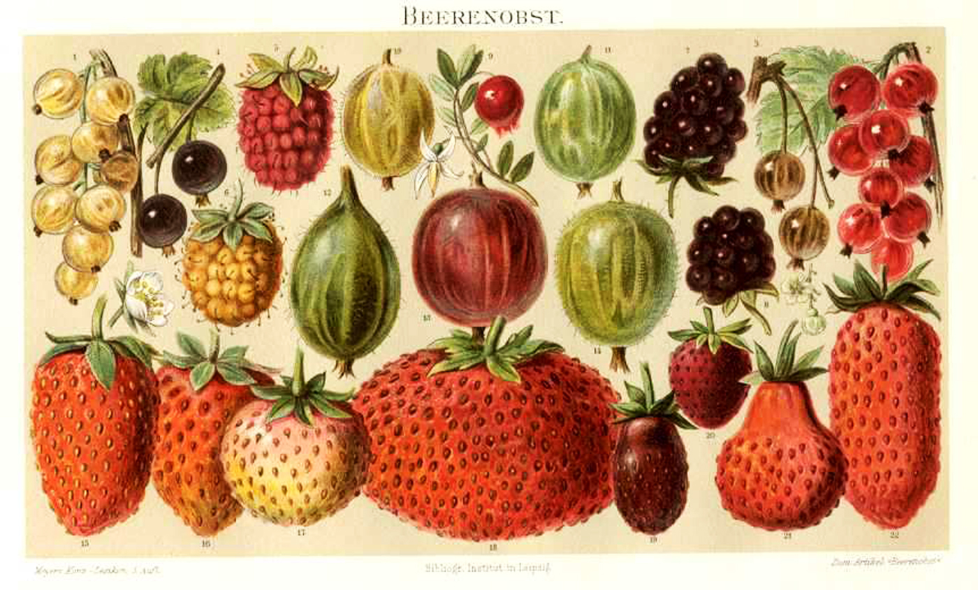 The Artzee Blog Vintage Berries Illustration Printable