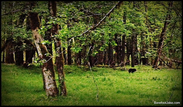 black bear elwha