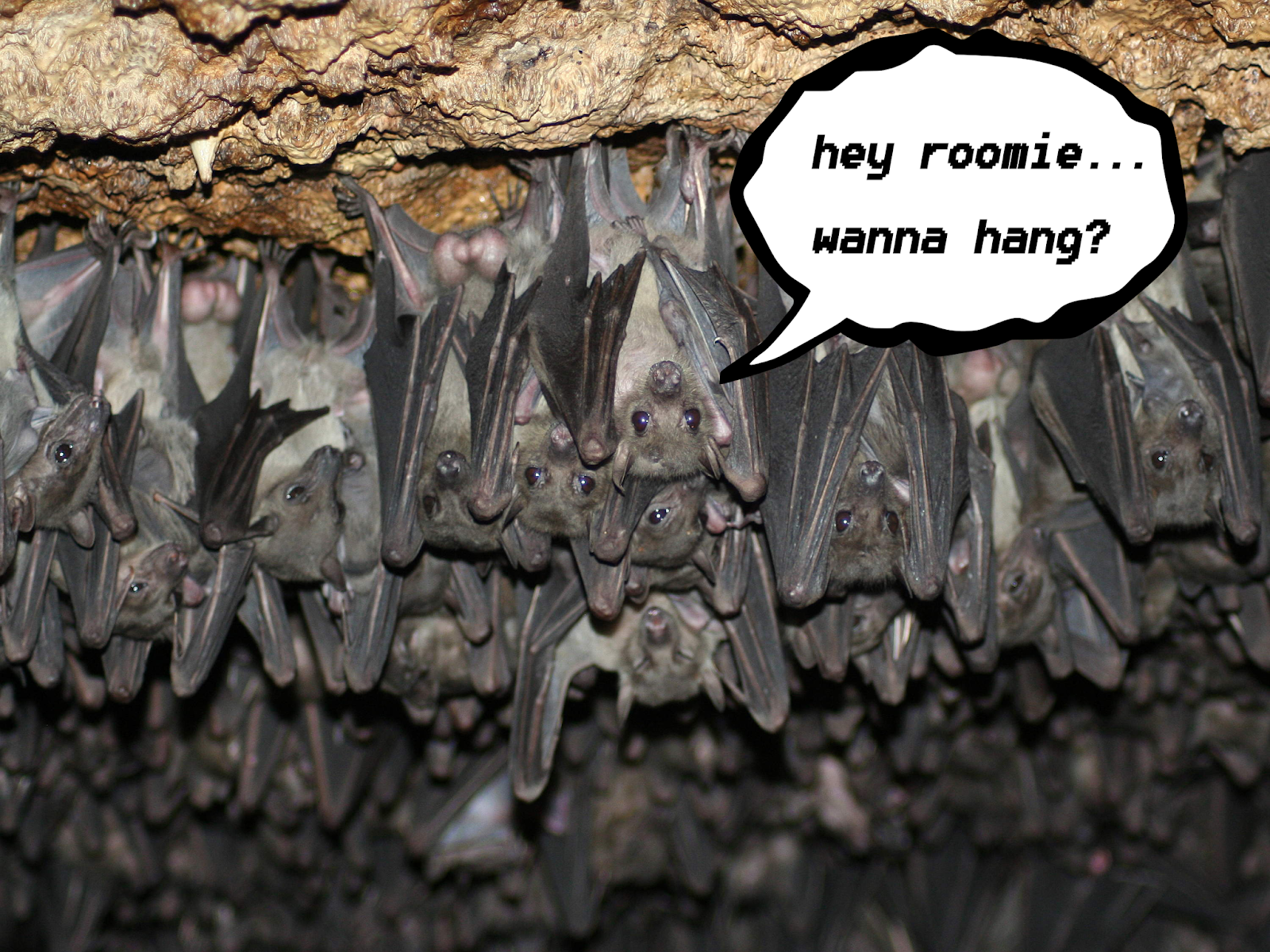 The BROWN COUCH Renting with bats, mice and squirrels in the wild Midwest USA